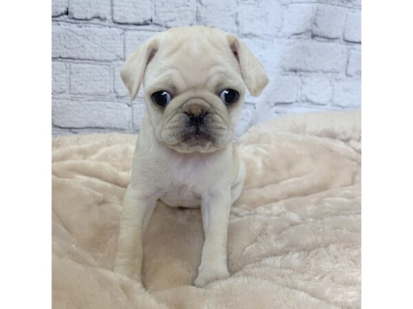 Pug DOG Female Cream 7096 Petland Ashland, Kentucky