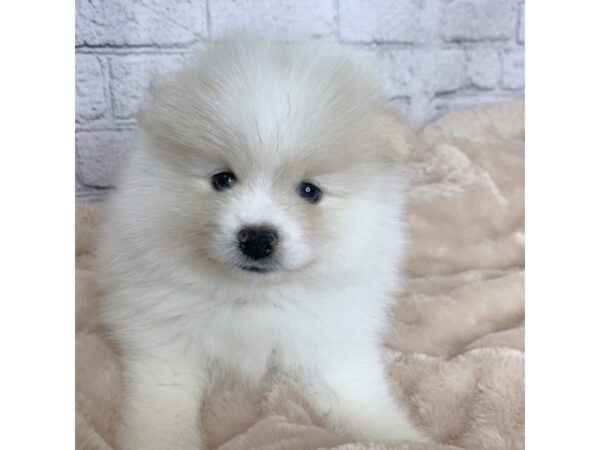 Pomeranian DOG Male Cream 7095 Petland Ashland, Kentucky