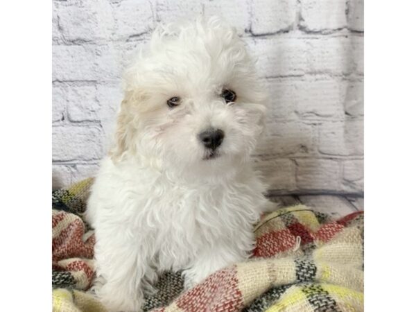 Cavachon-DOG-Male-Blenheim-7059-Petland Ashland, Kentucky