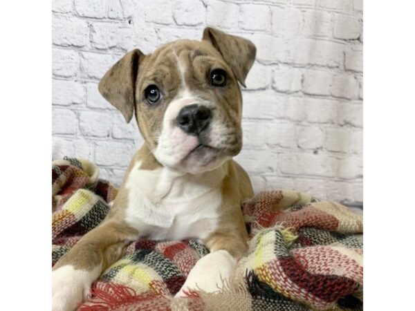 Olde English Bulldogge DOG Female blue merle 7039 Petland Ashland, Kentucky