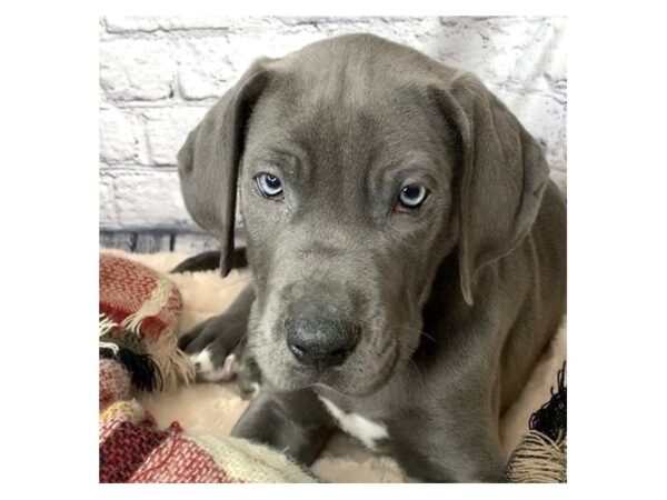 Great Dane DOG Male Blue 7098 Petland Ashland, Kentucky