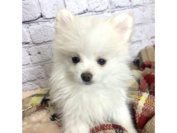 Pomeranian DOG Male Cream 7090 Petland Ashland, Kentucky