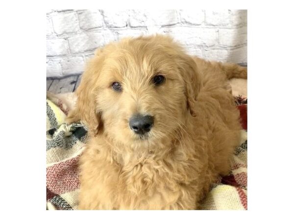 Goldendoodle DOG Male Red 7089 Petland Ashland, Kentucky