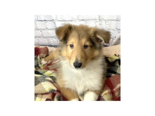 Collie DOG Male Sable / White 7085 Petland Ashland, Kentucky