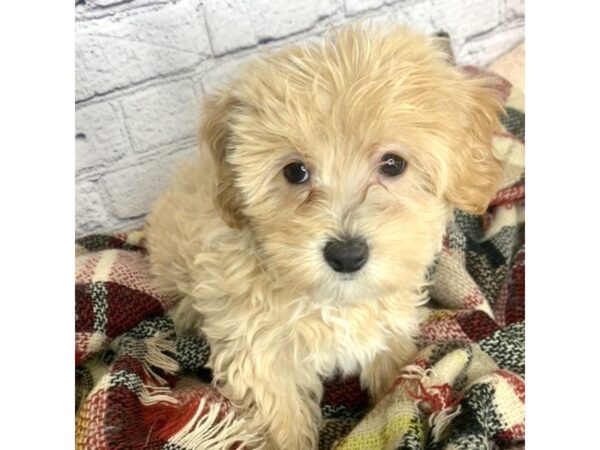 Havapoo-DOG-Female-Apricot-7084-Petland Ashland, Kentucky