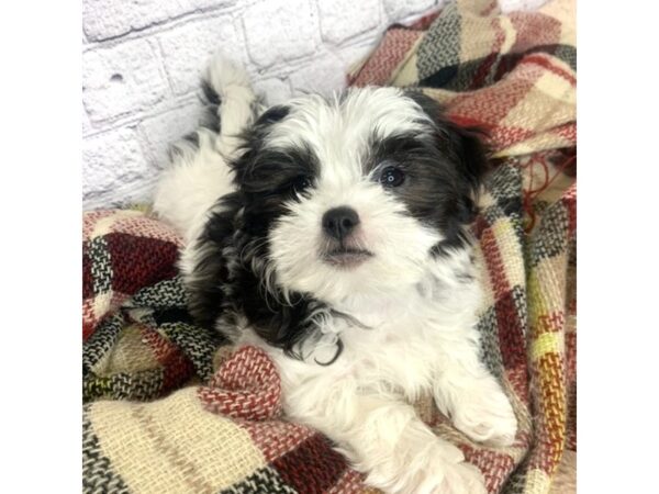 Teddy Bear DOG Female Black / White 7081 Petland Ashland, Kentucky