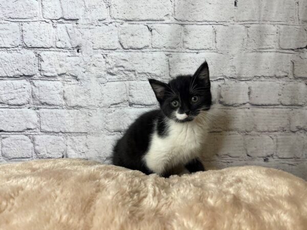 Adopt a Pet Domestic Short Hair-CAT-Female-Black&White-7101-Petland Ashland, Kentucky