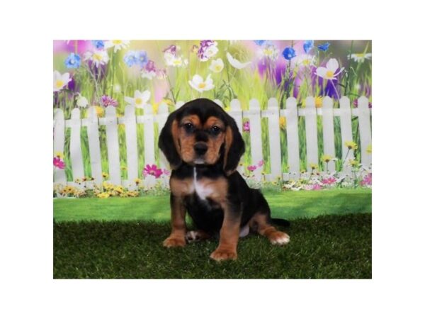 Cocker Spaniel/Beagle-DOG-Female-Black White / Tan-7109-Petland Ashland, Kentucky