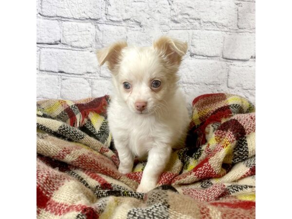 Chihuahua DOG Male Cream 7105 Petland Ashland, Kentucky