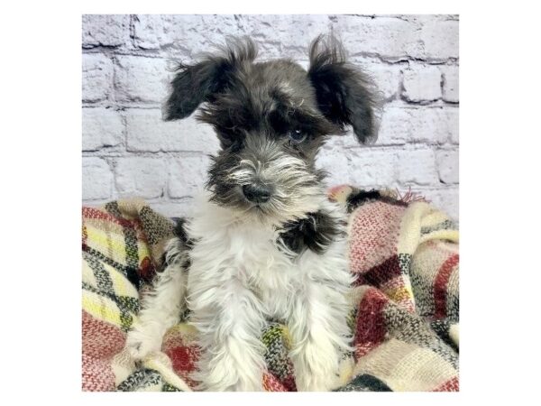 Mini Schnauzer DOG Male Black/White 7100 Petland Ashland, Kentucky