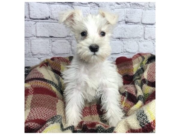 Mini Schnauzer DOG Female White 7099 Petland Ashland, Kentucky