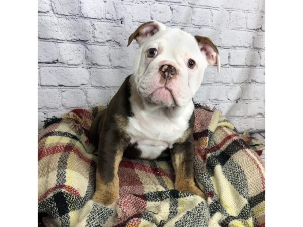 Bulldog DOG Male Chocolate White Tan 7082 Petland Ashland, Kentucky