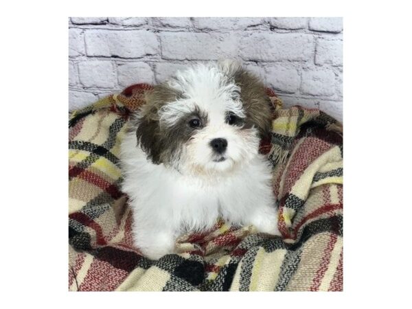 Teddy Bear DOG Female Gold / White 7060 Petland Ashland, Kentucky