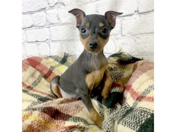 Miniature Pinscher DOG Female Black / Tan 7112 Petland Ashland, Kentucky