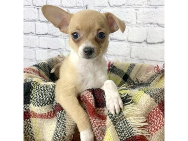 Chihuahua DOG Male Fawn 7111 Petland Ashland, Kentucky