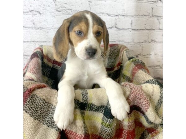 Beagle DOG Female Black Tan / White 7110 Petland Ashland, Kentucky