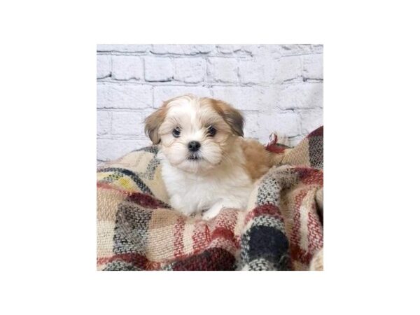 Lhasa Apso-DOG-Female-Golden-7107-Petland Ashland, Kentucky