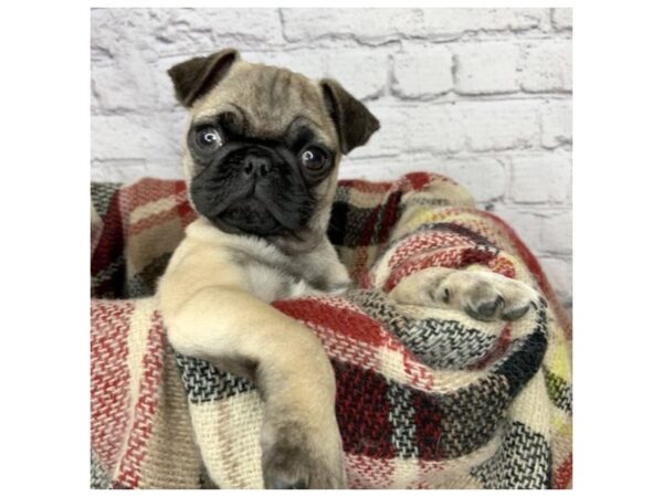 Pug DOG Male Fawn 7103 Petland Ashland, Kentucky