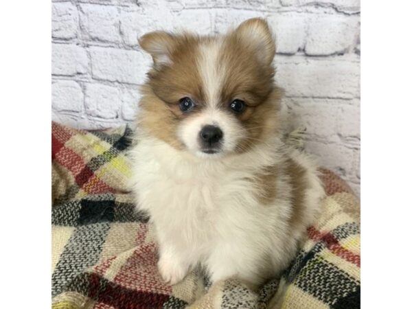 Pomeranian DOG Female Red Sable 7114 Petland Ashland, Kentucky