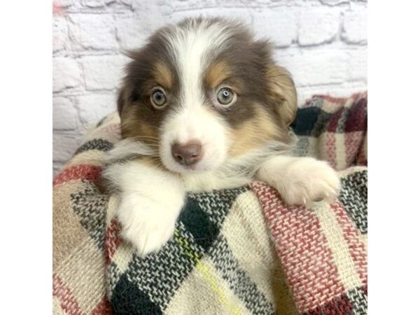 Miniature American Shepherd DOG Male Red Tan / White 7118 Petland Ashland, Kentucky