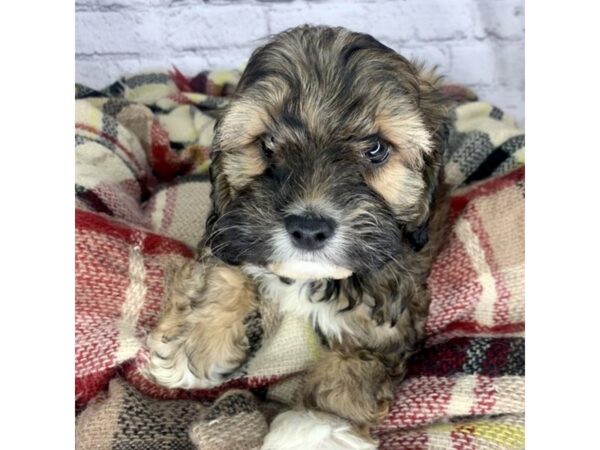 Cock A Poo DOG Male Sable 7119 Petland Ashland, Kentucky