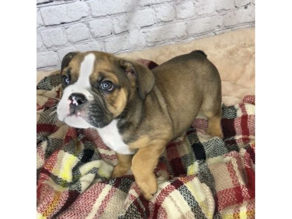 English Bulldog DOG Male Red/White 7132 Petland Ashland, Kentucky