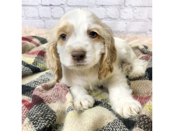 Cocker Spaniel-DOG-Male-White / Buff-7127-Petland Ashland, Kentucky