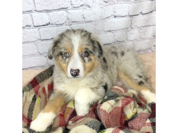 Australian Shepherd-DOG-Male-Blue Merle / White-7126-Petland Ashland, Kentucky