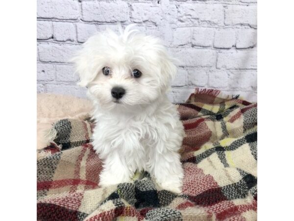 Maltese DOG Male White 7124 Petland Ashland, Kentucky