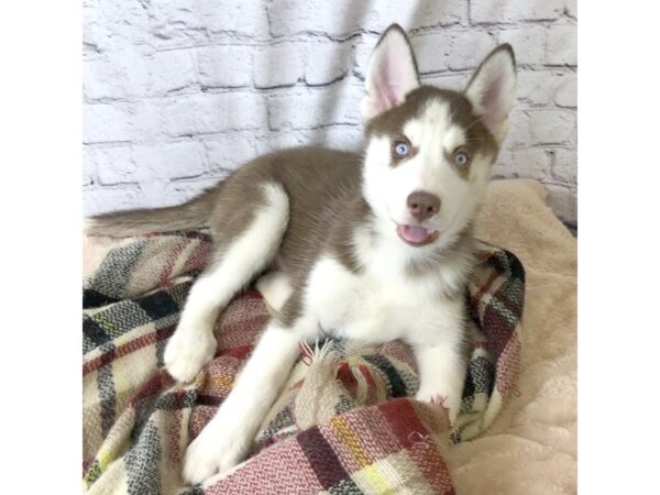 Siberian Husky DOG Male Red / White 7123 Petland Ashland, Kentucky