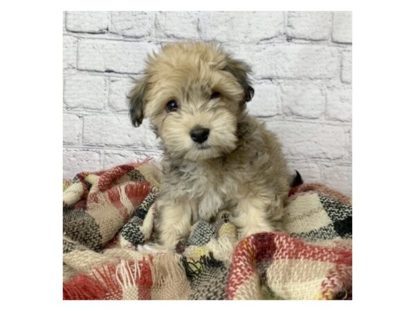 Havanese DOG Female Sable/White 7079 Petland Ashland, Kentucky