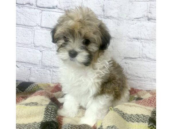 Havanese DOG Male Sable 7080 Petland Ashland, Kentucky