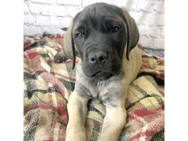 Mastiff DOG Male Fawn 7130 Petland Ashland, Kentucky