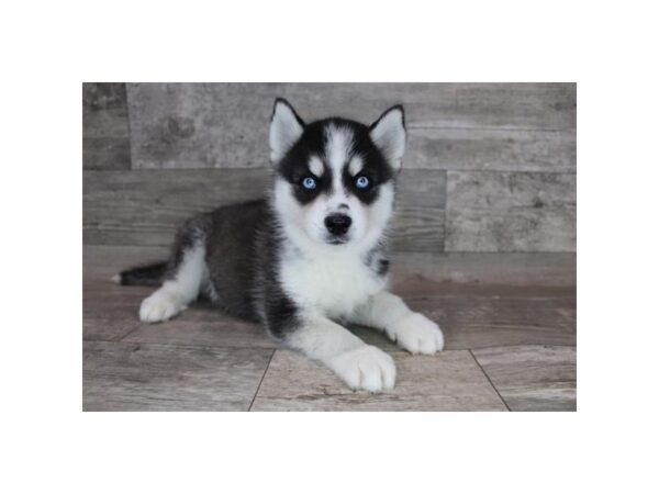 Siberian Husky DOG Male Black / White 7137 Petland Ashland, Kentucky