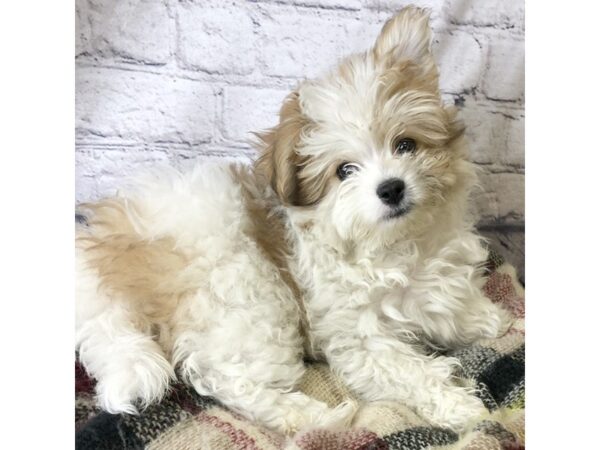 Pomachon-DOG-Male-White / Gold-7140-Petland Ashland, Kentucky