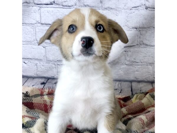 Auggie-DOG-Female-Red Tri-7139-Petland Ashland, Kentucky