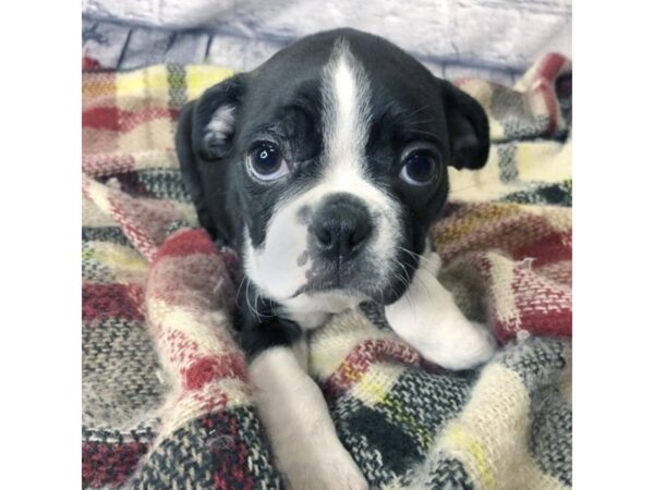 Boston Terrier DOG Male Black / White 7138 Petland Ashland, Kentucky