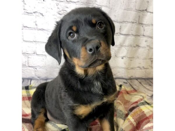 Rottweiler-DOG-Female-Black / Mahogany-7136-Petland Ashland, Kentucky