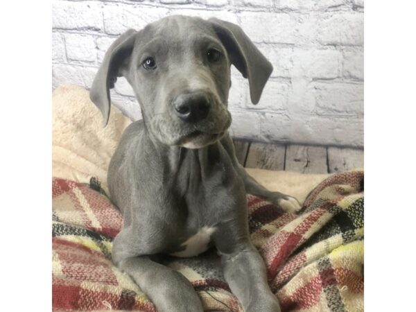 Great Dane DOG Male Blue 7135 Petland Ashland, Kentucky