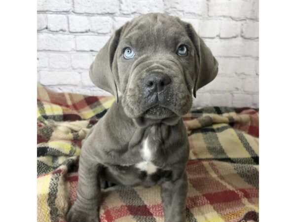 Cane Corso-DOG-Male-Blue-7133-Petland Ashland, Kentucky