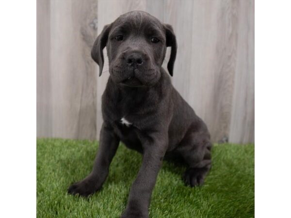 Cane Corso DOG Female Blue 7145 Petland Ashland, Kentucky