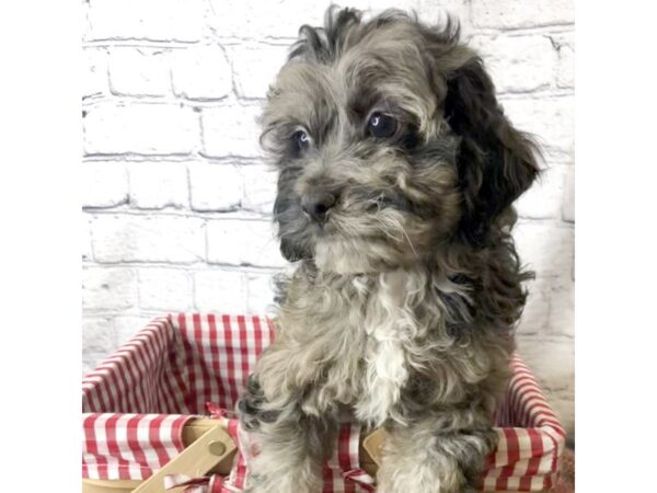 Cock A Poo DOG Male Blue Merle 7121 Petland Ashland, Kentucky