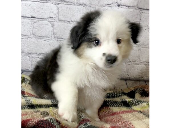 Miniature American Shepherd DOG Male Black Brown / White 7141 Petland Ashland, Kentucky