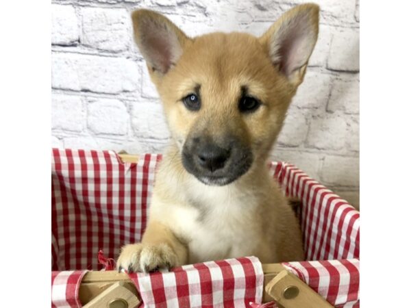 Shiba Inu DOG Male Red 7142 Petland Ashland, Kentucky