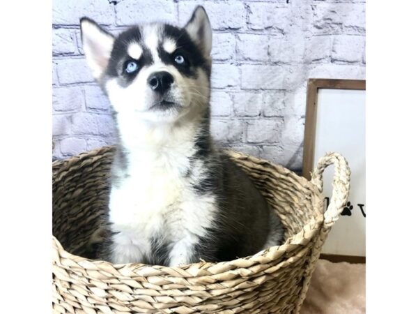 Siberian Husky DOG Male Black / White 7153 Petland Ashland, Kentucky