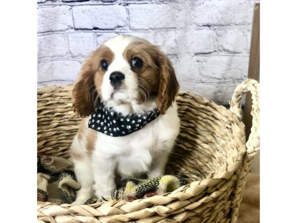 Cavalier King Charles Spaniel DOG Male Blenheim 7152 Petland Ashland, Kentucky