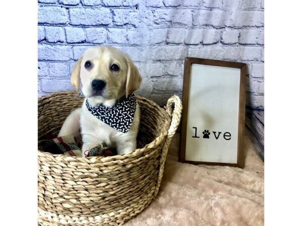 Labrador Retriever DOG Male Yellow 7149 Petland Ashland, Kentucky