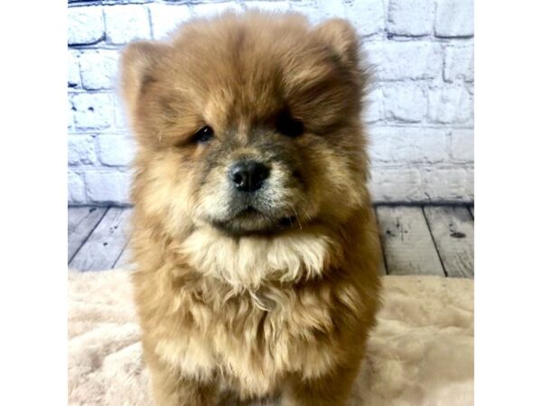 Chow Chow DOG Female Red 7147 Petland Ashland, Kentucky