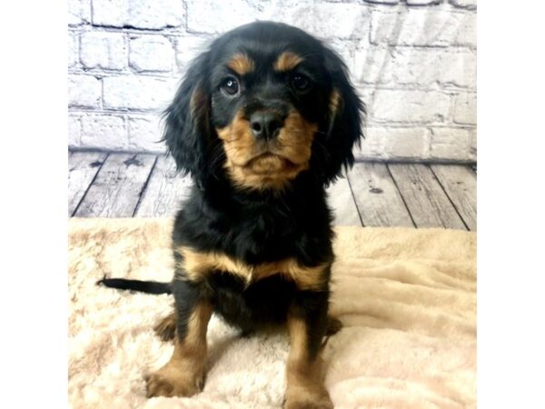 Cavalier King Charles Spaniel DOG Male Black / Tan 7146 Petland Ashland, Kentucky