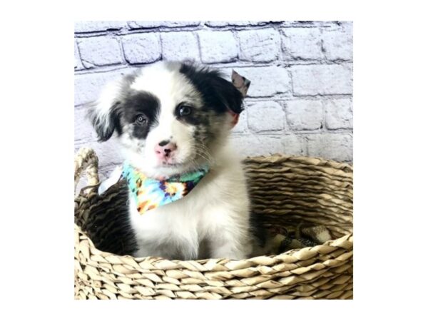 Australian Shepherd DOG Male Blue Merle 7144 Petland Ashland, Kentucky